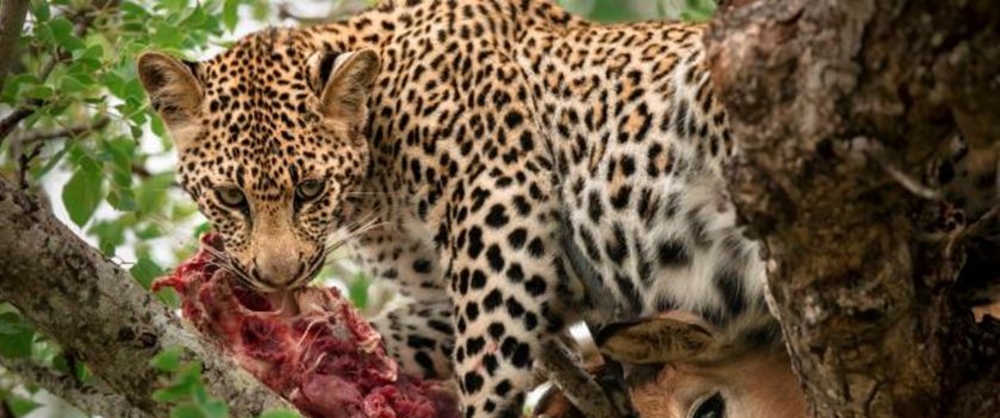 Jeta e egër në pyjet afrikane