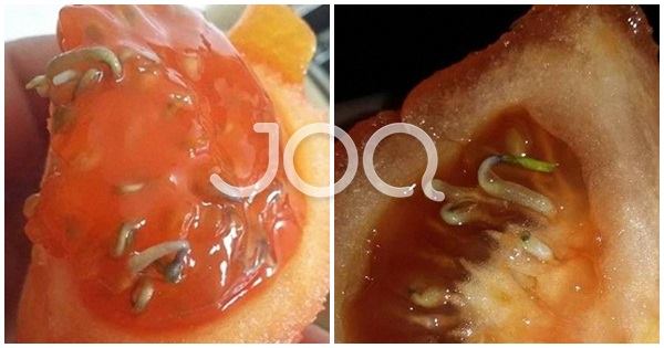 Domate apo hormone, çfarë po hanë shqiptarët?