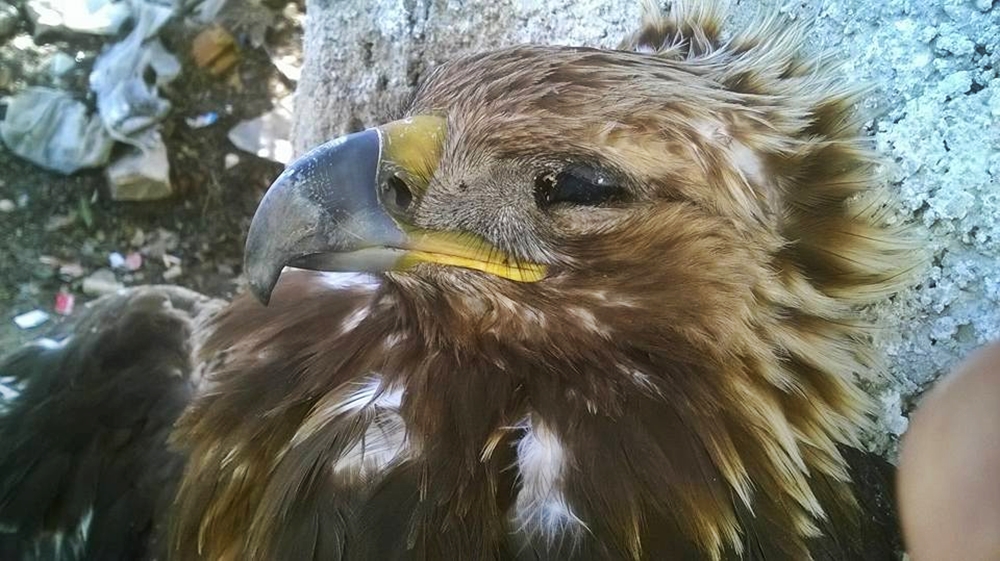 “Vendi i shqiponjave” vret shqiponjat, kjo është masakra që po ndodh në jug