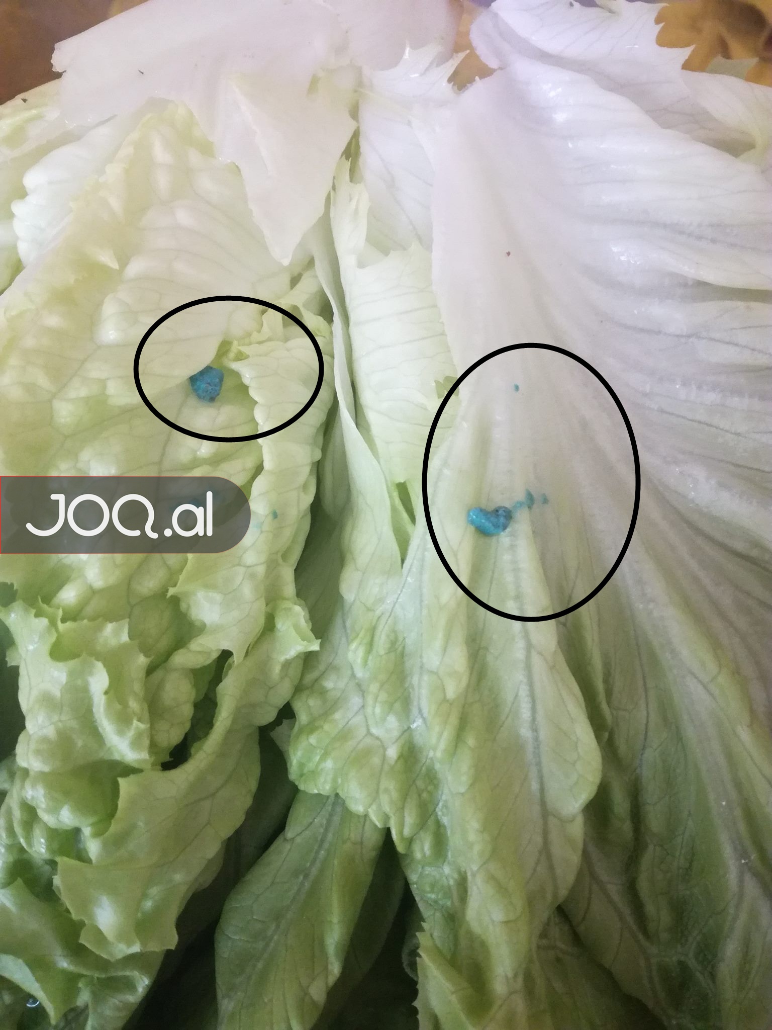 Sallata tmerron zonjat e kryeqytetit: Është plotë pesticide, po helmohemi me dashje