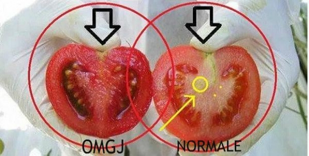 Si të dalloni një domate të rritur me hormone?