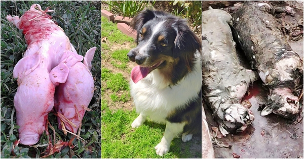 Nuk është fotoshop, por janë kafshët me çrregullimet më të pazakonta në planet