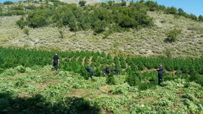 Zbulohet “bossi” i kanabisit në Jug të Shqipërisë, furnizonte me drogë italianët