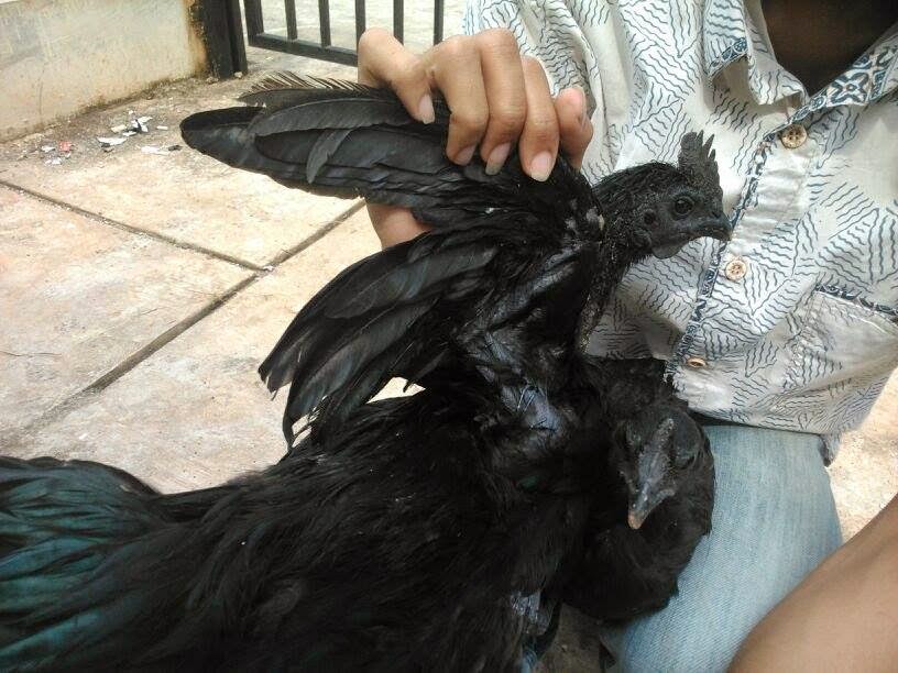 Kjo pulë kushton 3 milion lekë, arsyeja do t’ju tronditë