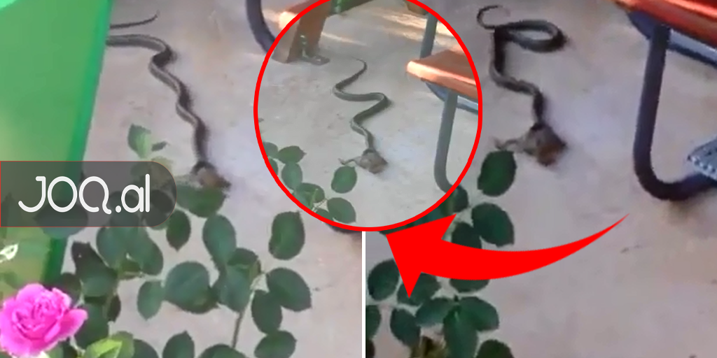 I ngrin gjaku tek Gjiri i Lalzit, gjarpri i kalon tek këmbët dhe…