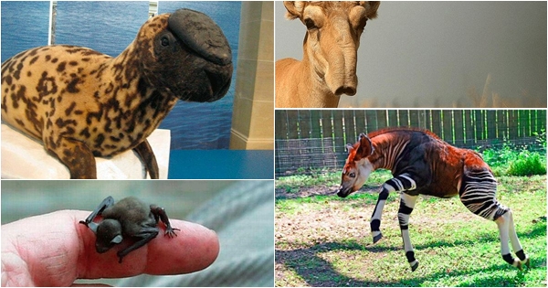 9 kafshët më të rralla në botë që po zhduken nga njeriu, këto janë veçoritë e secilës