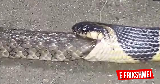 Kur gjarpri ha gjarprin, pamjet befasuese nga lufta brenda llojit