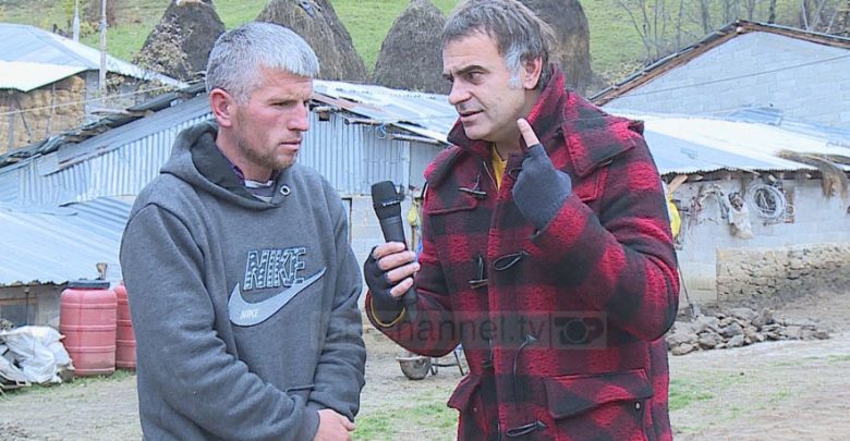 Hetues privat për lopën e vjedhur, fermeri: Hajduti të më shpërblejë, ka shfrytëzuar qumështin