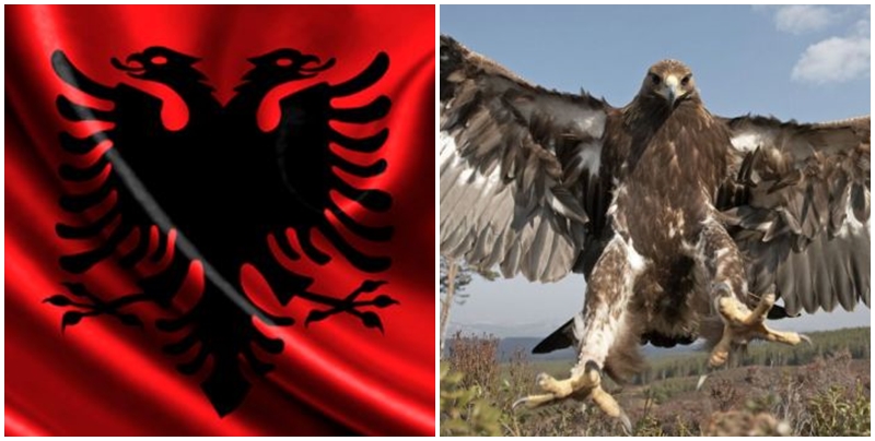 “Shqiponja, simboli kombëtar i Shqipërisë do të zhduket”, mediat e huaja japin alarmin
