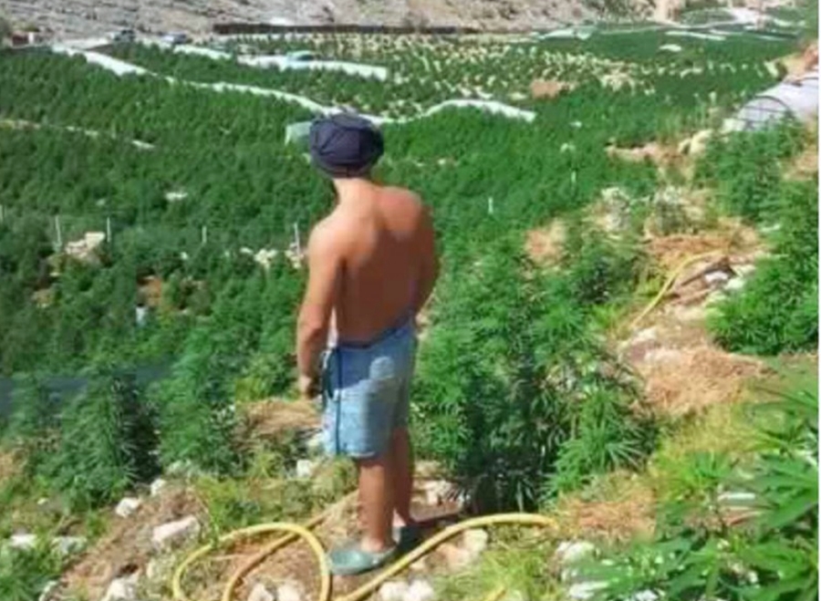 Nis hetimi ndaj 11 policëve që lejuan mbjelljen e hashashit në Vlorë