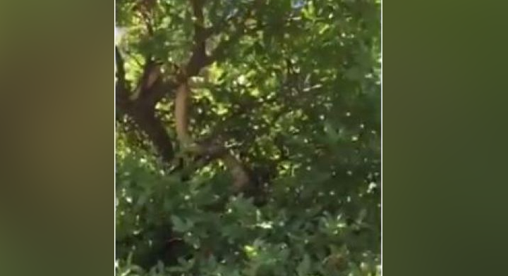 “E sollën turistët me motora”, gjarpri gjigant tmerron banorët në Mat