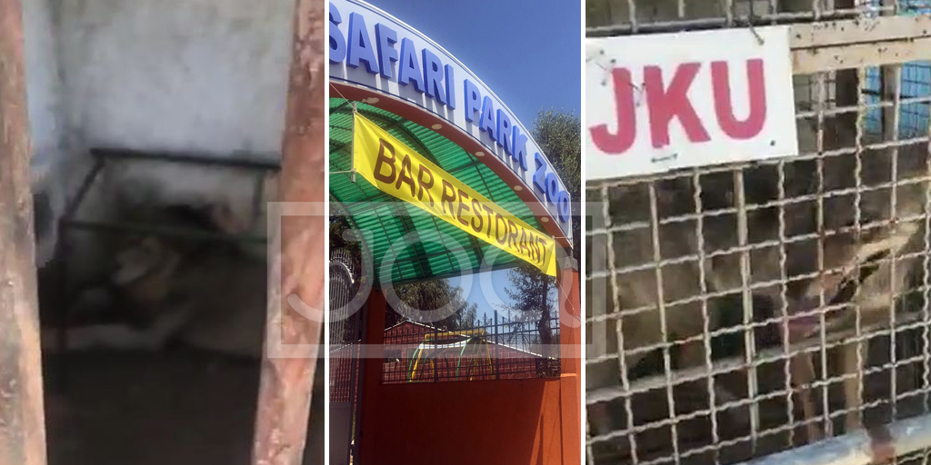 E dhimbshme në Fier, këto janë kushtet ku po mbahet ariu me këmbë të thyer e ujku pa ujë