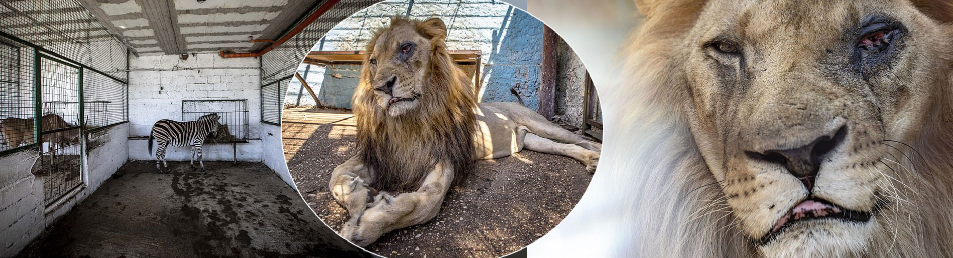 Daily Mail: Kopshti i ferrit në Fier, luani mezi mbahet në këmbë