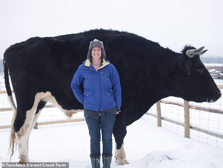 Konkurrencë e fortë, fermeri nga Kanadaja prezanton demin e tij gjigant
