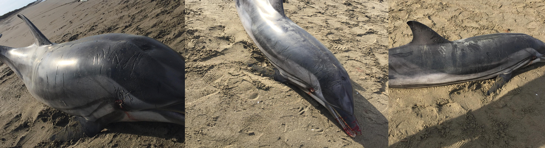 Skenë e trishtë/ Delfini i gjakosur del në bregun e Semanit