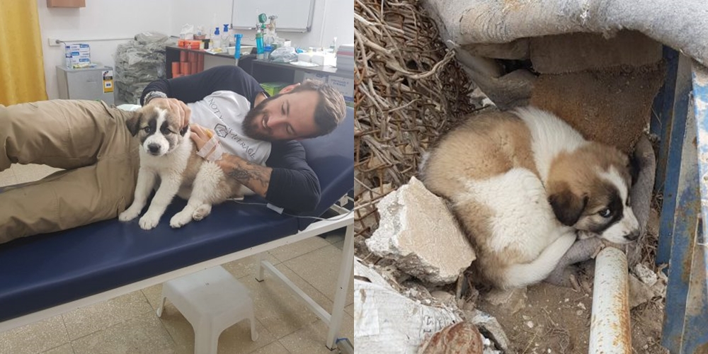 Qeni që bëri 4800 kilometra rrugë për t’u ribashkuar me ushtarin që e shpëtoi