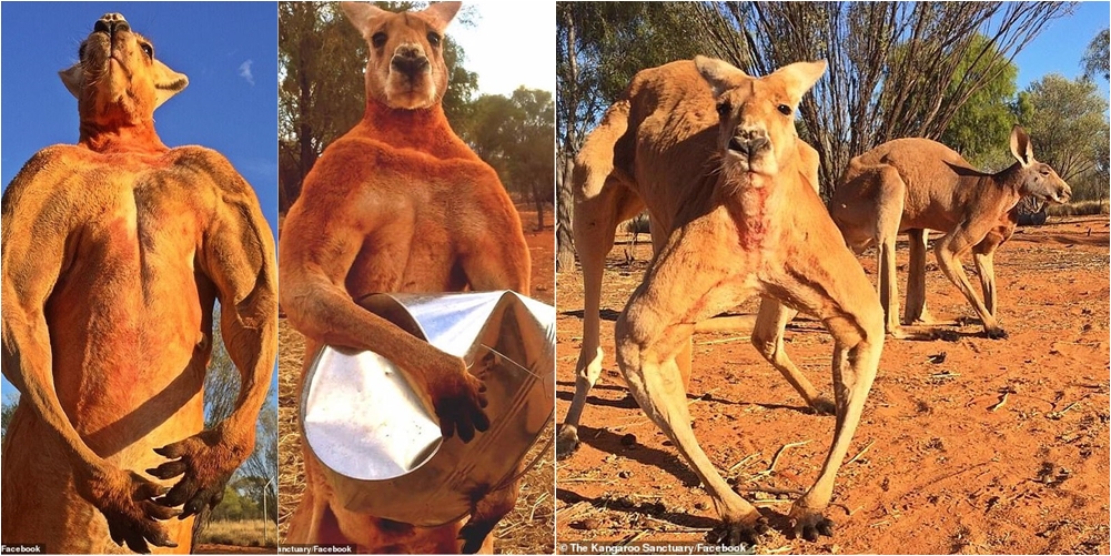 I mahniti të gjithë me format muskulore, kanguri Roger ngordh në moshën 12-vjeçare