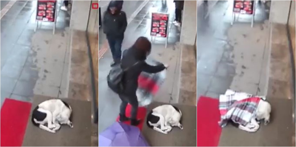 Heq shallin për të ngrohur qenin e rrugës, videoja e filmuar nga kamerat e sigurisë bëhet virale