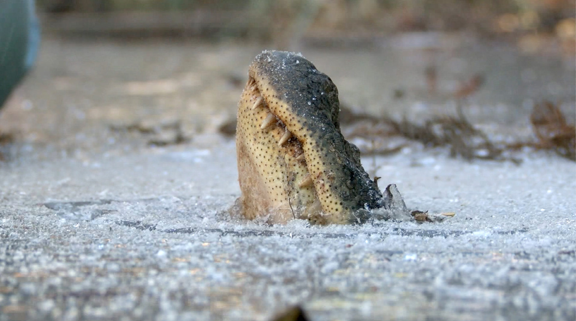 I ftohti polar në SHBA, kjo është “hilja” që bëjnë aligatorët për të mbijetuar nën ujin e ngrirë