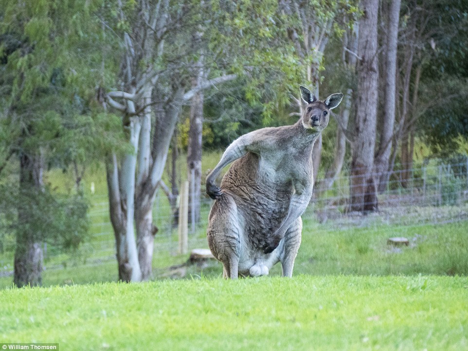 I gjithë shteti në këmbë për një… kangur!