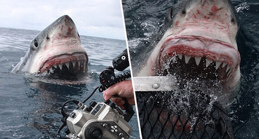 Momenti i frikshëm kur peshkaqeni i bardhë 5 metra i gjatë, i afrohet fotografit