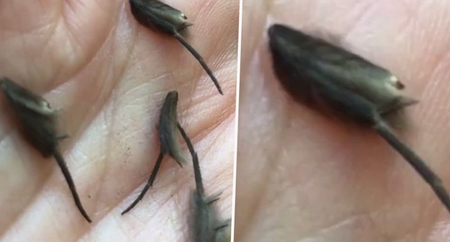 Ekspertët mbeten pa fjalë, ja çfarë janë këto krijesa të vogla “aliene” që u gjetën në një kuzhinë