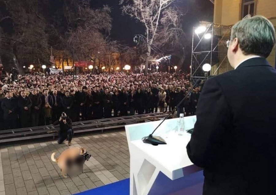 Fotoja që po thyen rrjetin, qentë kryejnë akte të turpshme para Vuçiçit