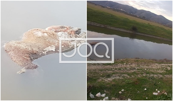 Katastrofë mjedisore/ Delet e ngordhura hidhen në kanal, shumë pranë Parkut Kombëtar të Butrintit