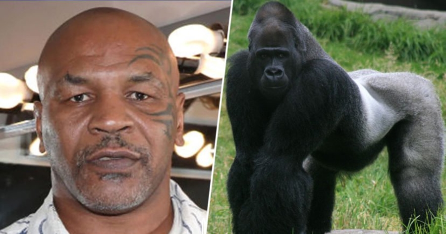 “Dua ta shtyp!” Çmendet Mike Tyson, ofron 10 mijë dollarë për t’u ndeshur me një gorillë