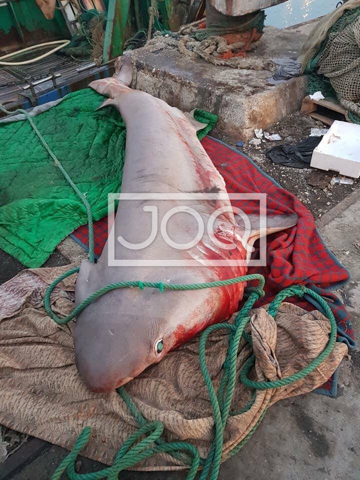 Kapet peshkaqeni i rrezikshëm në Durrës, peshonte 420 kg