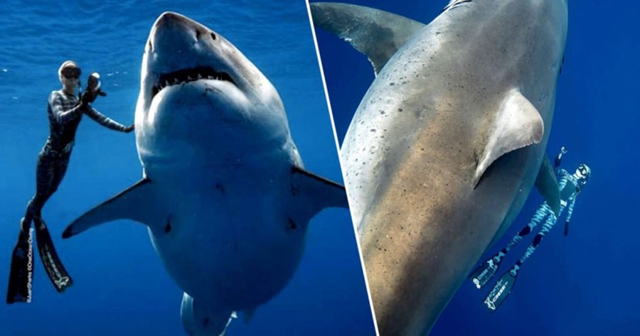 Këta janë zhytësit “e çmendur” që notuan bashkë me një nga peshkaqenët më të mëdhenj në botë