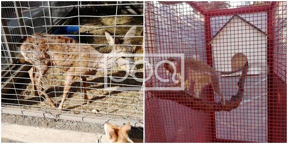 Të dobët në maksimum dhe me lëkurën copa-copa, si po vuajnë kafshët në Durrës brenda kafazeve