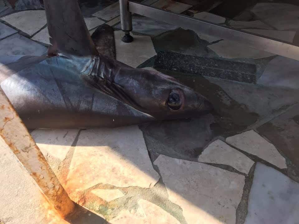 Peshkaqeni bishtdhelpër bie në rrjetën e peshkatarëve të Vlorës
