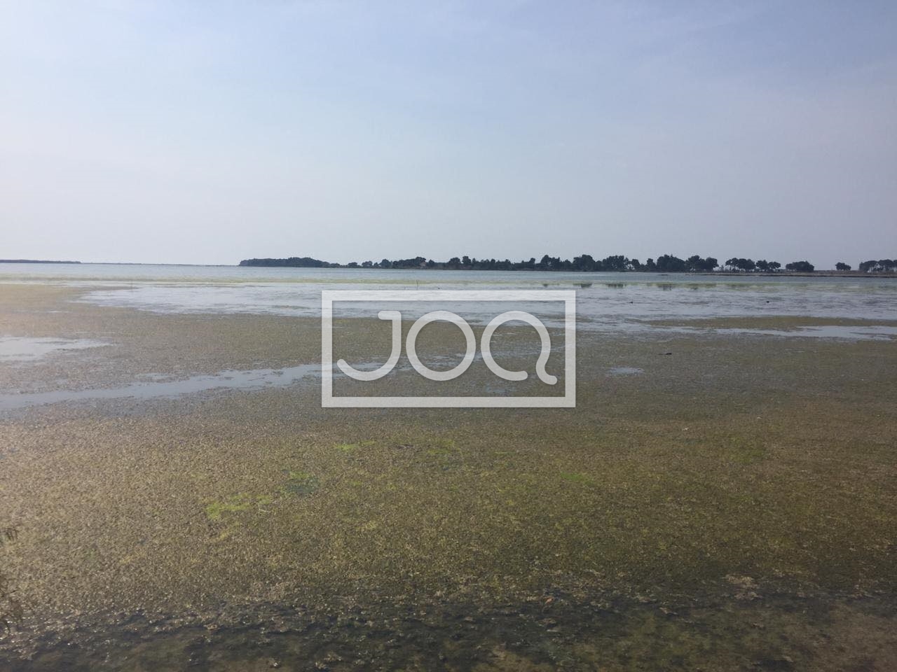 Ndotja katastrofike në lagunën e Kunës, ujërat e zeza po vrasin florën dhe faunën