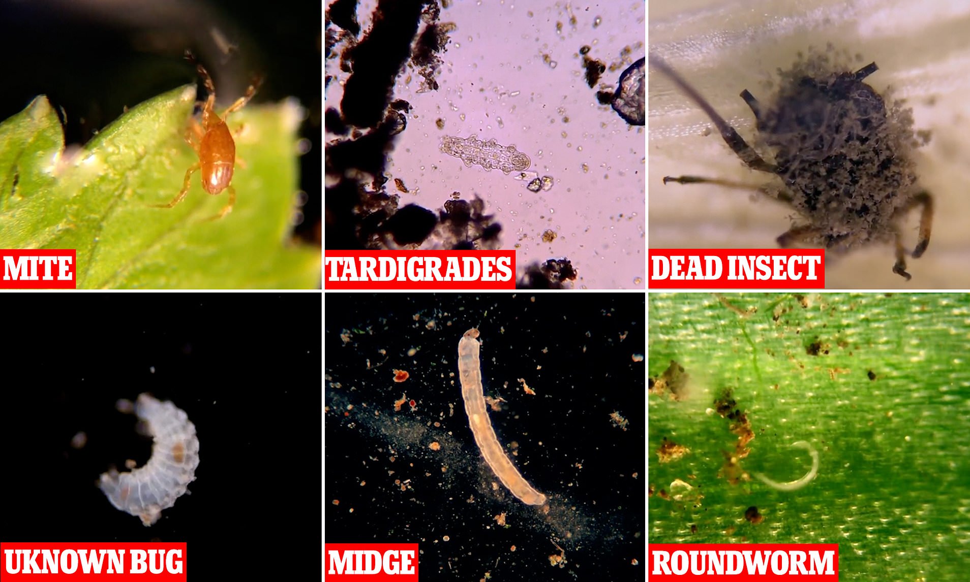 Parë nga mikroskopi, këto janë gjallesat që do përfundojnë në stomakun tuaj nëse nuk i lani perimet