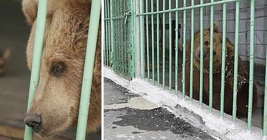 I mbyllur bashkë me kriminelë të tjerë të rrezikshëm, ky është ariu i dënuar me burgim të përjetshëm