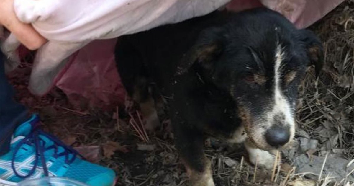 E groposën qenin se e gjetën të ngordhur, dy ditë më vonë ndodh çudia