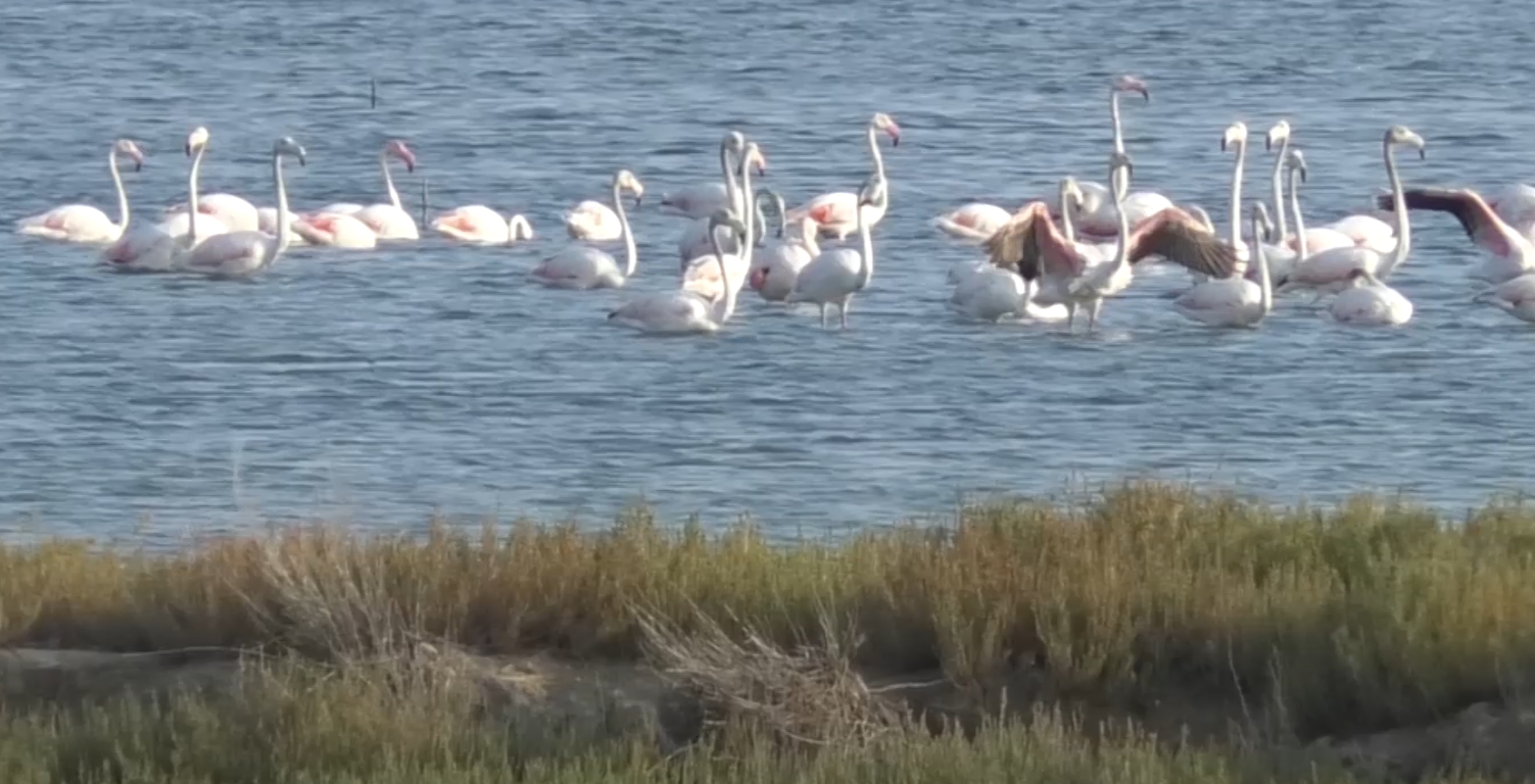 Flamingot bëhen banorë të përhershëm të lagunës së Nartës