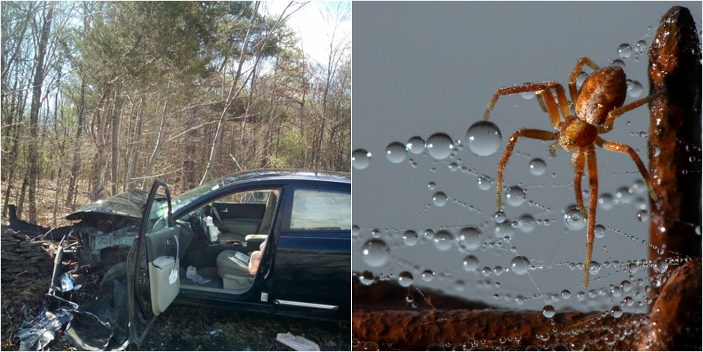 Ja çfarë ndodh kur vajzat shohin një merimangë ndërkohë që udhëtojnë me makinë