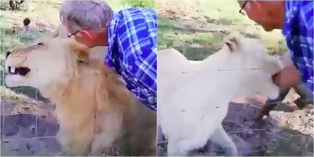 U përpoq që të përkëdhelte luaneshën, turisti 55-vjeçar për pak sa nuk përfundon pa krah
