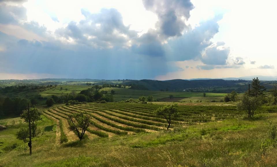 Rritet me shumë lehtësi/ Kjo është bima që po kultivohet masivish në Ballkan, një hektar nxjerr 12 mijë euro fitim