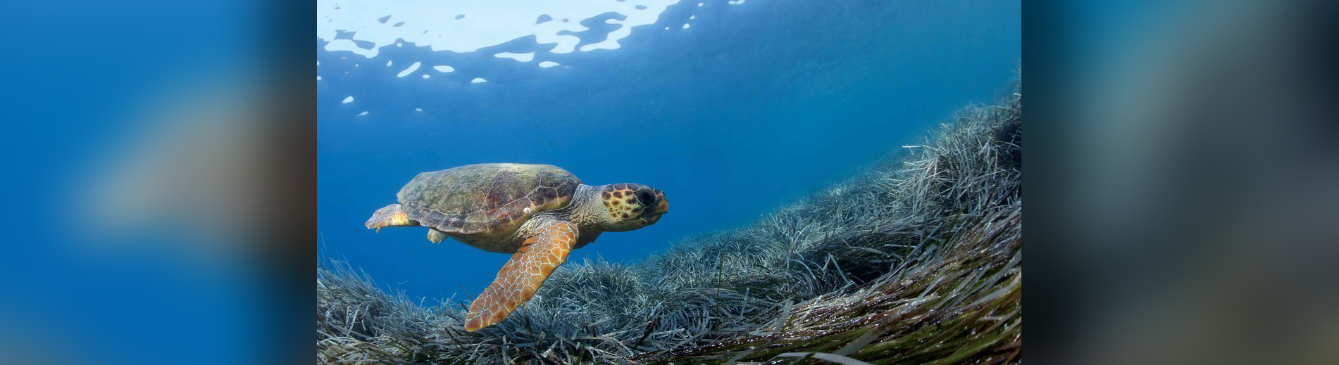 Lind projekti për shpëtimin e breshkave në Adriatik