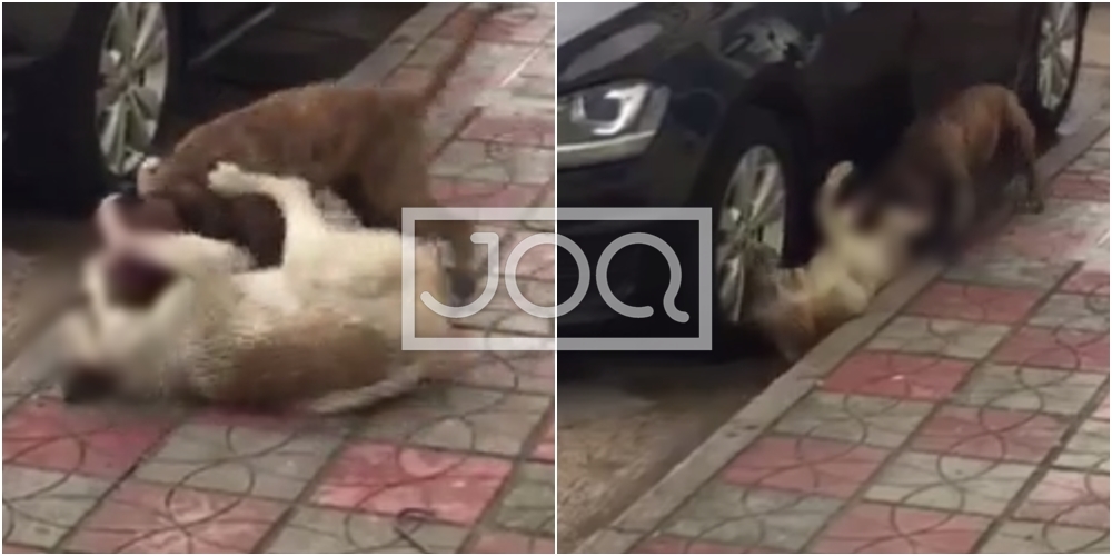 Pitbulli shqyen qenin e rrugës, e kafshon në qafë dhe e tërheq zvarrë poshtë makinës