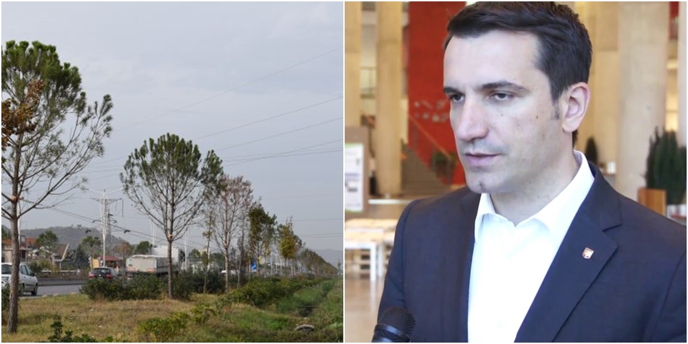 Nën hetim për pemët në autostradën Tiranë-Durrës, Bashkia e Tiranës i ka shitur “Fushës” pisha mbi 5500 euro