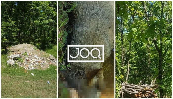 ‘’Pemë të prera, një ujk i kapur në lak teli dhe ca mbeturina inerte’’/ Vazhdon masakra e pyjeve shqiptare