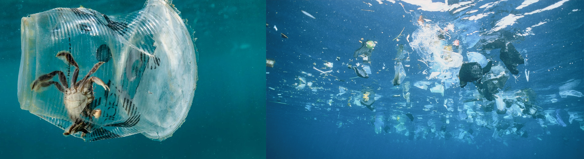 Ndotja nga plastika, vjen në tryezat tona përmes peshkut