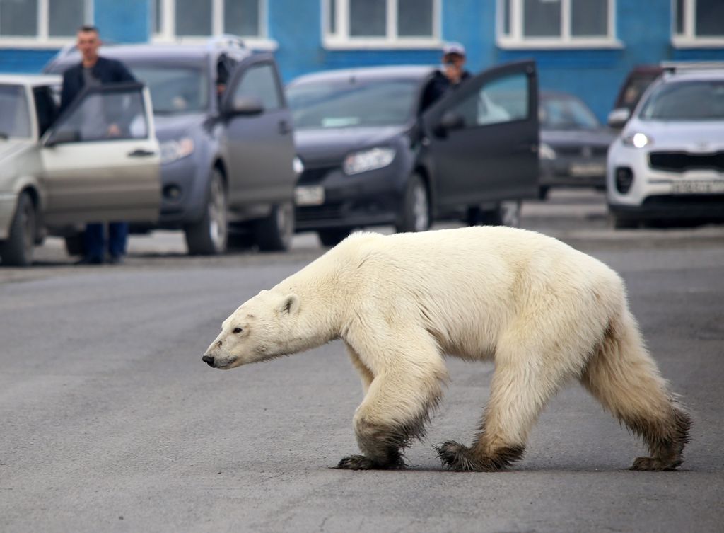 I dobët, i sëmurë dhe duke kërkuar ushqim, ariu polar del rrugëve të qytetit