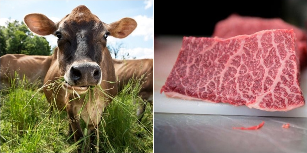 Popullsia botërore do të arrijë në 9 miliardë, studiuesit drejt zëvendësimit të mishit të kafshëve me mish artificial