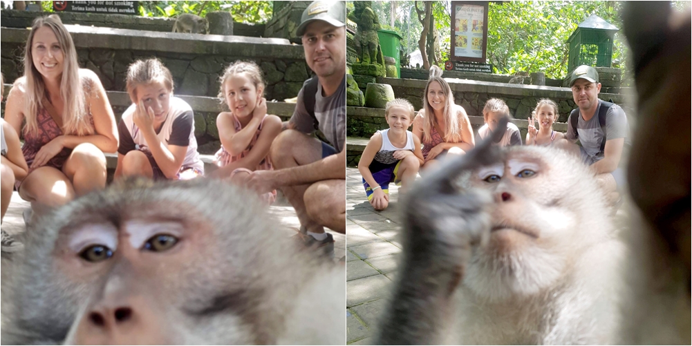 Po bëheshin gati për një foto, familjes i nxjerr majmuni gishtin e mesit