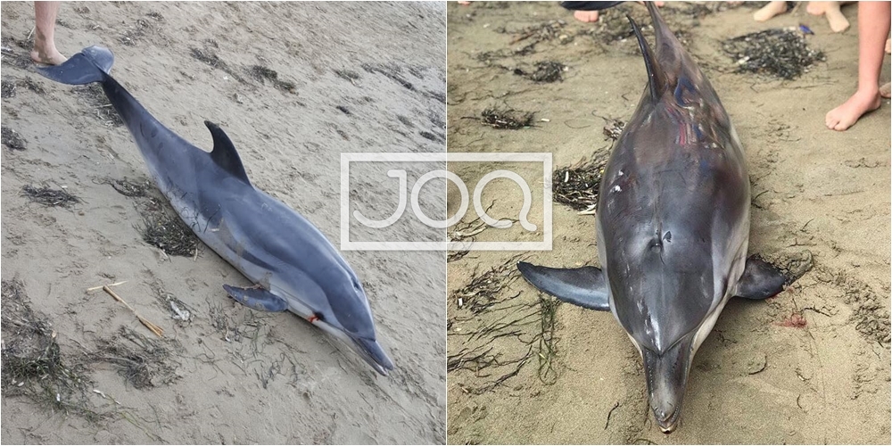 Humbi këlyshin nga pakujdesia e pushuesve, delfinit në Gjirin e Lalzit i plas gjak nga sytë dhe ngordh